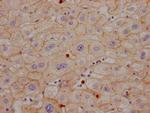 CEACAM1 Recombinant Rabbit Monoclonal Antibody (10H8)