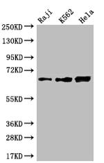 CD58 Antibody in Western Blot (WB)