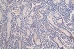H3K18ac Antibody in Immunohistochemistry (Paraffin) (IHC (P))