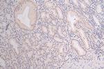 H3K18ac Antibody in Immunohistochemistry (Paraffin) (IHC (P))