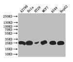 WFDC2 Antibody in Western Blot (WB)