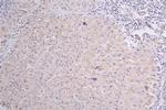 CD36 Antibody in Immunohistochemistry (Paraffin) (IHC (P))