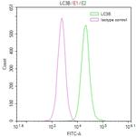 LC3B Antibody in Flow Cytometry (Flow)