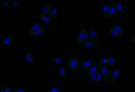 Gelsolin Recombinant Rabbit Monoclonal Antibody (16H9)