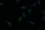 Caspase 9 Recombinant Rabbit Monoclonal Antibody (8G5)