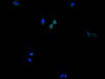 Histone H3 Recombinant Mouse Monoclonal Antibody (28H10)