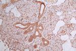 Histone H3 Antibody in Immunohistochemistry (Paraffin) (IHC (P))