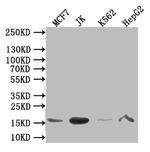 Histone H3 Antibody in Western Blot (WB)