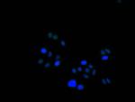 HMGB1 Recombinant Mouse Monoclonal Antibody (1E7)