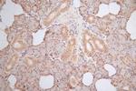 HMGB1 Antibody in Immunohistochemistry (Paraffin) (IHC (P))