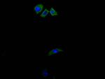 CD13 Antibody in Immunocytochemistry (ICC/IF)