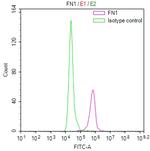 Fibronectin Antibody in Flow Cytometry (Flow)