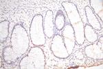 Podoplanin Antibody in Immunohistochemistry (Paraffin) (IHC (P))