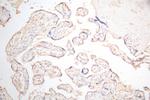 Podoplanin Antibody in Immunohistochemistry (Paraffin) (IHC (P))