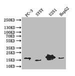 Podoplanin Antibody in Western Blot (WB)