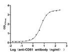 CD81 Recombinant Human Monoclonal Antibody (27H1)