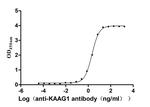 KAAG1 Recombinant Human Monoclonal Antibody (2H3)