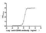 K-cadherin Antibody in ELISA (ELISA)