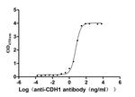 E-cadherin Recombinant Human Monoclonal Antibody (10H4)