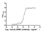 IL12RB1 Recombinant Human Monoclonal Antibody (7C11)