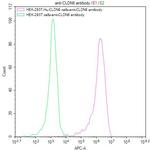 Claudin 6 Recombinant Mouse Monoclonal Antibody (8D7)
