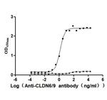 Claudin 6/9 Antibody in ELISA (ELISA)