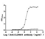 Claudin 6/9 Antibody in ELISA (ELISA)