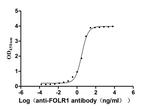 Folate Receptor alpha Antibody in ELISA (ELISA)