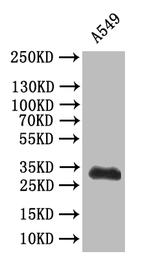 Synaptophysin Antibody in Western Blot (WB)