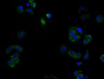 CD138 Recombinant Human Monoclonal Antibody (4D4)
