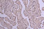 CD39 Antibody in Immunohistochemistry (Paraffin) (IHC (P))