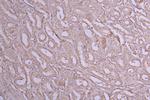 IL-1 beta Antibody in Immunohistochemistry (Paraffin) (IHC (P))