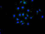 IL-15 Antibody in Immunocytochemistry (ICC/IF)