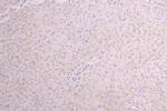HGF Antibody in Immunohistochemistry (Paraffin) (IHC (P))