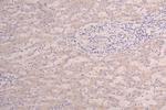 HGF Antibody in Immunohistochemistry (Paraffin) (IHC (P))