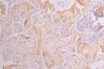 AOC3 Antibody in Immunohistochemistry (Paraffin) (IHC (P))