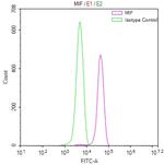 MIF Antibody in Flow Cytometry (Flow)