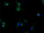 MIF Antibody in Immunocytochemistry (ICC/IF)