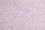 TSLP Antibody in Immunohistochemistry (Paraffin) (IHC (P))