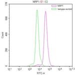 Neuropilin 1 Recombinant Human Monoclonal Antibody (10C10)