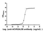 ACVR2B Antibody in ELISA (ELISA)