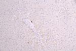 Sclerostin Antibody in Immunohistochemistry (Paraffin) (IHC (P))