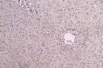 IL13RA1 Recombinant Human Monoclonal Antibody (10E7)