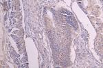 GREM1 Antibody in Immunohistochemistry (Paraffin) (IHC (P))