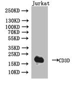 CD3d Recombinant Human Monoclonal Antibody (8H8)