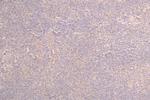 CD223 Recombinant Human Monoclonal Antibody (8F6)