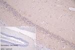 LRP1 Antibody in Immunohistochemistry (Paraffin) (IHC (P))