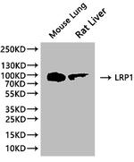LRP1 Antibody in Western Blot (WB)