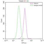 TAGLN Recombinant Mouse Monoclonal Antibody (13G7)