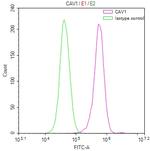 Caveolin 1 Antibody in Flow Cytometry (Flow)